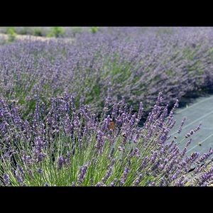 Meet your Posher, Yau